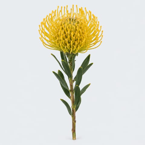 Leucospermum nutans High Gold — Leucospermum nutans High Gold