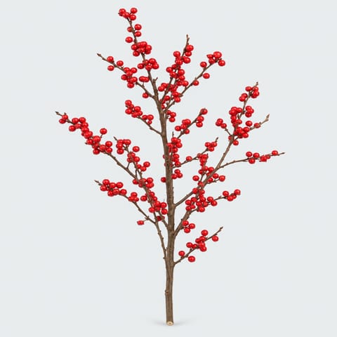 Илекс мутовчатый — Ilex verticillata