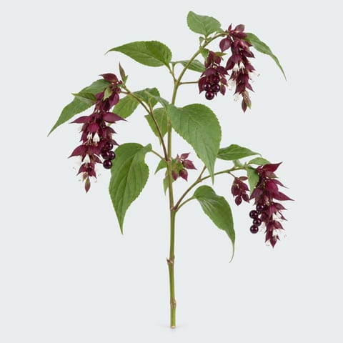 Leycesteria formosa Purple Rain — Leycesteria formosa Purple Rain