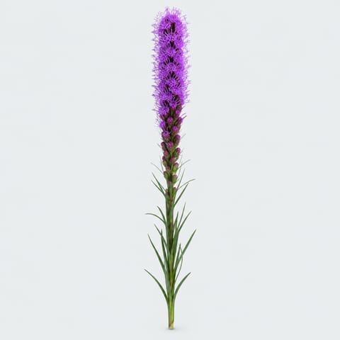 Liatris spicata — Liatris spicata