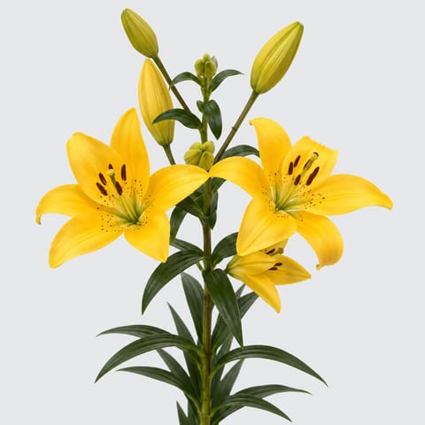 Lilium (Aziatische Grp.) ironde — Lilium (Aziatische Grp.) ironde