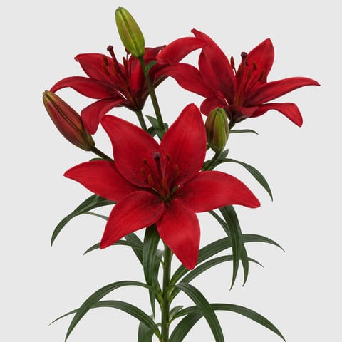 Lilium (Aziatische Grp.) Monte Negro — Lilium (Aziatische Grp.) Monte Negro