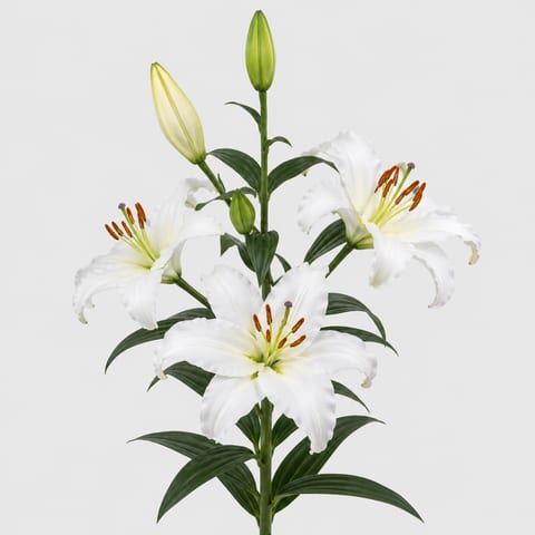Lilium (Aziatische Grp.) Navona — Lilium (Aziatische Grp.) Navona