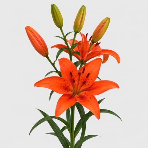 Lilium (Aziatische Grp.) Tresor — Lilium (Aziatische Grp.) Tresor