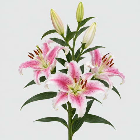 Lilium (Longifl. Aziat,) Brindisi — Lilium (Longifl. Aziat,) Brindisi