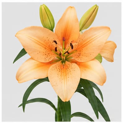 Lilium (Longifl. Aziat.) Salmon Classic — Lilium (Longifl. Aziat.) Salmon Classic