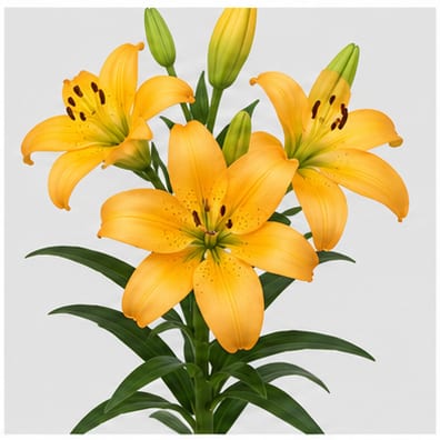 Lilium (Longifl. Aziat.) Serrada — Lilium (Longifl. Aziat.) Serrada
