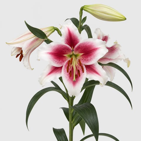 Lilium (Longifl Oriental Grp.) Triumphator — Lilium (Longifl Oriental Grp.) Triumphator