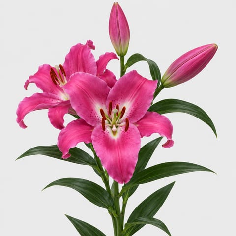 Lilium longiflorum Magie Blanche — Lilium longiflorum Magie Blanche
