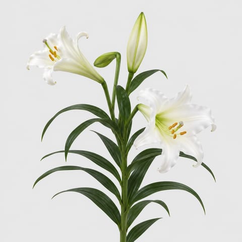 Lilium longiflorum Pink Heaven — Lilium longiflorum Pink Heaven