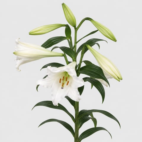 Lilium longiflorum White Elegance — Lilium longiflorum White Elegance