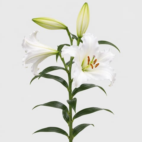Lilium longiflorum White Heaven — Lilium longiflorum White Heaven