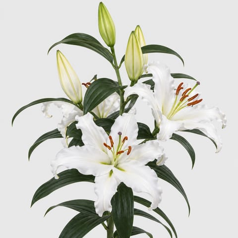 Lilium (Oriental Grp.) Helvetia — Lilium (Oriental Grp.) Helvetia
