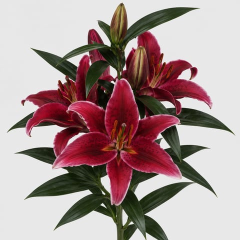 Lilium (Oriental Grp.) Mero Star — Lilium (Oriental Grp.) Mero Star