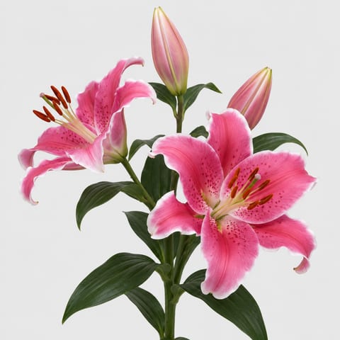 Lilium (Oriental Grp.) Sorbonne — Lilium (Oriental Grp.) Sorbonne