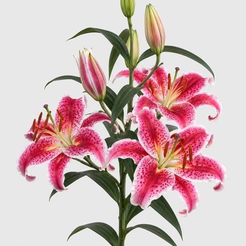 Lilium (Oriental Grp.) Stargazer — Lilium (Oriental Grp.) Stargazer