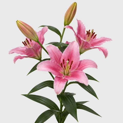 Lilium (Oriental Grp.) Willeke Alberti — Lilium (Oriental Grp.) Willeke Alberti