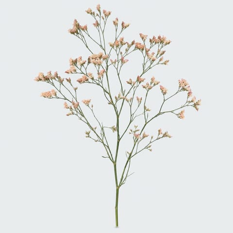 Limonium Confetti — Limonium Confetti