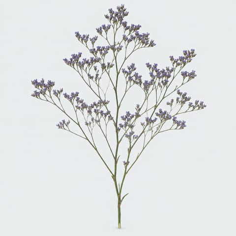 Limonium Maine Blue — Limonium Maine Blue