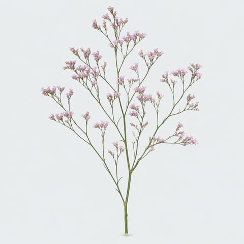 Limonium sinensis Sugar Diamond — Limonium sinensis Sugar Diamond