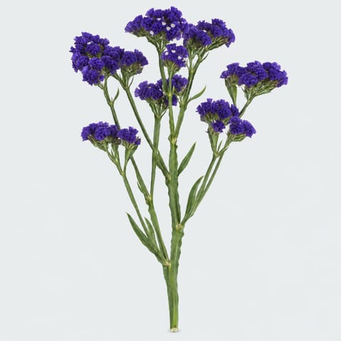 Limonium sinuatum Crystal Dark Blue — Limonium sinuatum Crystal Dark Blue