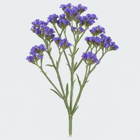 Limonium sinuatum Mystic Blue Birds pon — Limonium sinuatum Mystic Blue Birds pon