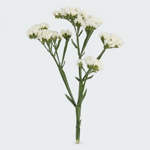 Limonium sinuatum Starlight White Wings — Limonium sinuatum Starlight White Wings