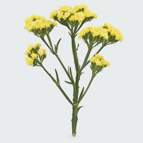 Limonium sinuatum Starlight Wings — Limonium sinuatum Starlight Wings