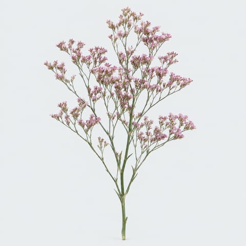 Limonium Tall Pink Emile — Limonium Tall Pink Emile