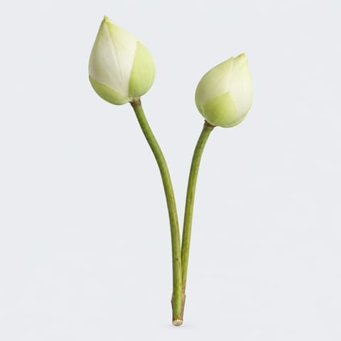 Lotus op kolf stok — Lotus op kolf stok