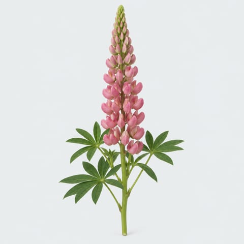 Lupinus — Lupinus