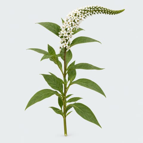 Lysimachia clethroides — Lysimachia clethroides
