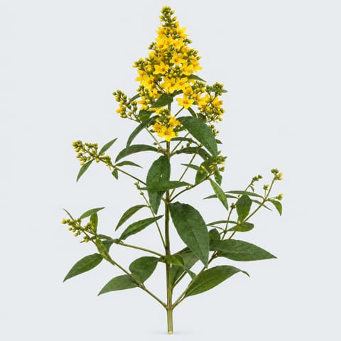 Lysimachia vulgaris — Lysimachia vulgaris