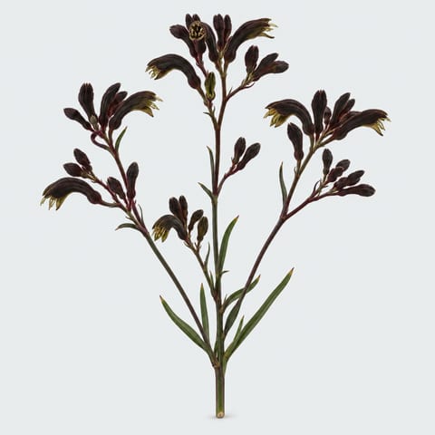 Macropidia furmosa Black Velvet — Macropidia furmosa Black Velvet