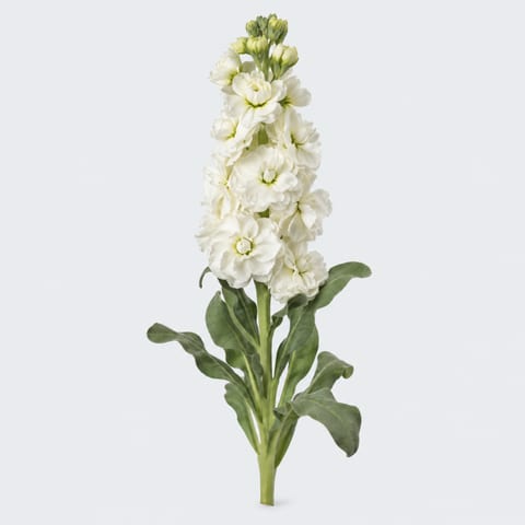 Matthiola incana Carmen — Matthiola incana Carmen
