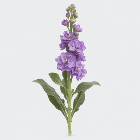Matthiola incana Figaro Lavender — Matthiola incana Figaro Lavender