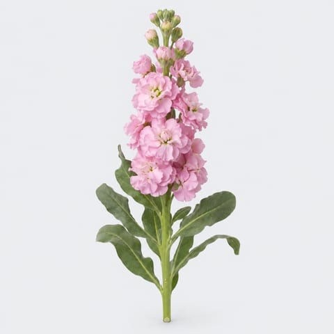 Matthiola incana Figaro Light Rose — Matthiola incana Figaro Light Rose