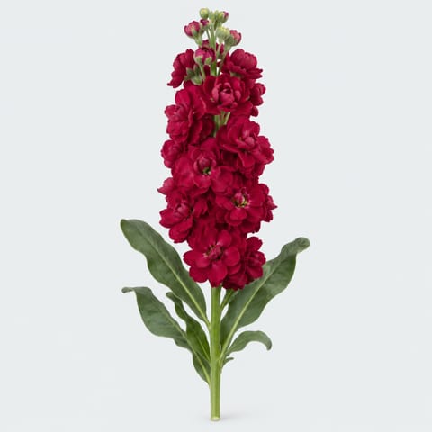 Matthiola incana Francesca — Matthiola incana Francesca