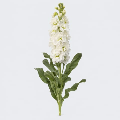 Matthiola incana Aida — Matthiola incana Aida