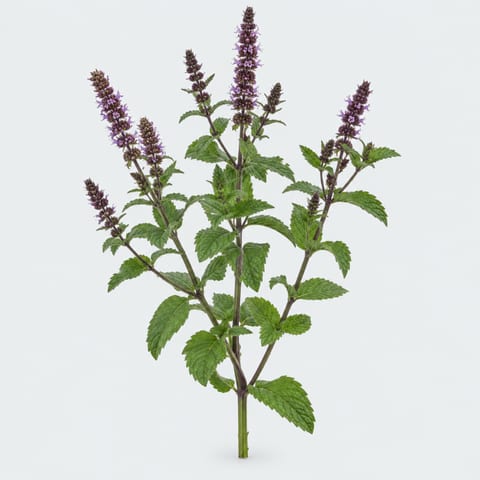 Mentha purple Sensation — Mentha purple Sensation