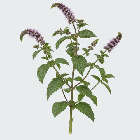 Mentha Tigra — Mentha Tigra
