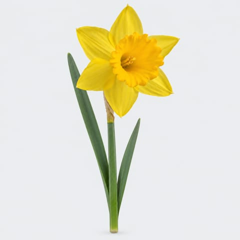 Narcissus (met blad) (Trompet Grp.) Dutch Master — Narcissus (met blad) (Trompet Grp.) Dutch Master