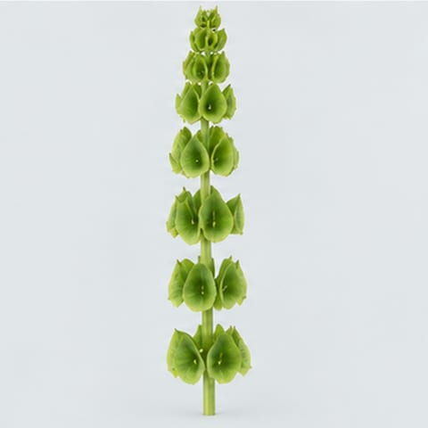 Moluccella — Moluccella