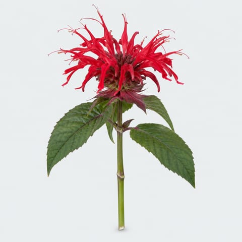 Monarda overig rood — Monarda overig rood