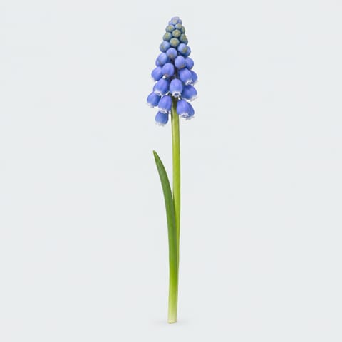 Muscari overig blauw — Muscari overig blauw