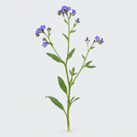 Myosotis alpestris Atlantis — Myosotis alpestris Atlantis