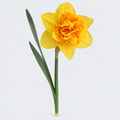 Narcissus (met blad) (Dub! bele Grp.) Dick Wilden — Narcissus (met blad) (Dub! bele Grp.) Dick Wilden
