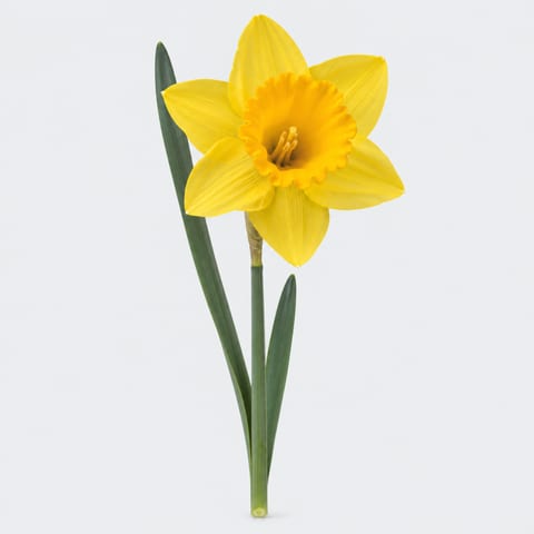 Narcissus (met blad) (Grootkronige Grp.) Carlton — Narcissus (met blad) (Grootkronige Grp.) Carlton