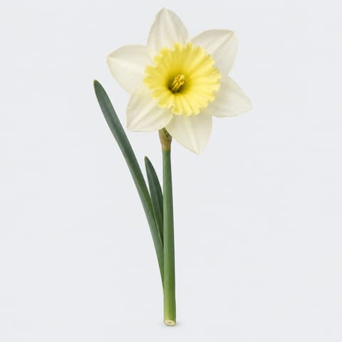 Narcissus (met blad) (Grootkronige Grp.) Ice Follies — Narcissus (met blad) (Grootkronige Grp.) Ice Follies