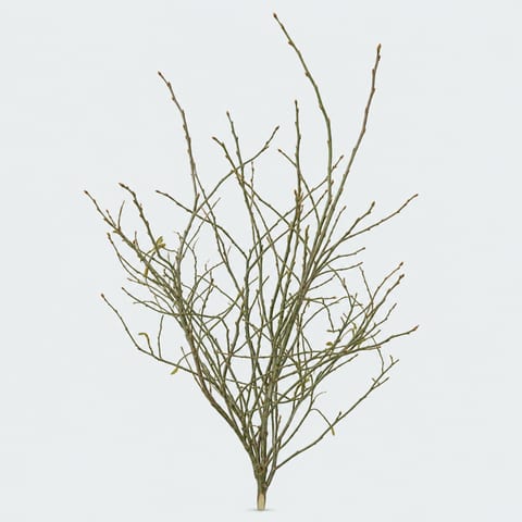 Vaccinium myrtillus sp — Vaccinium myrtillus sp
